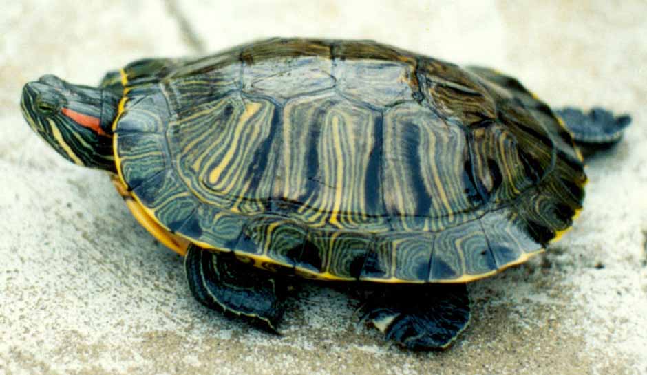Trachemys scripta elegans